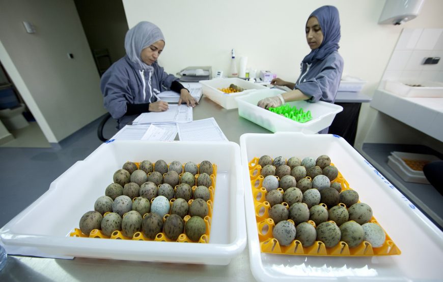 National Avian Research Center, Sweihan